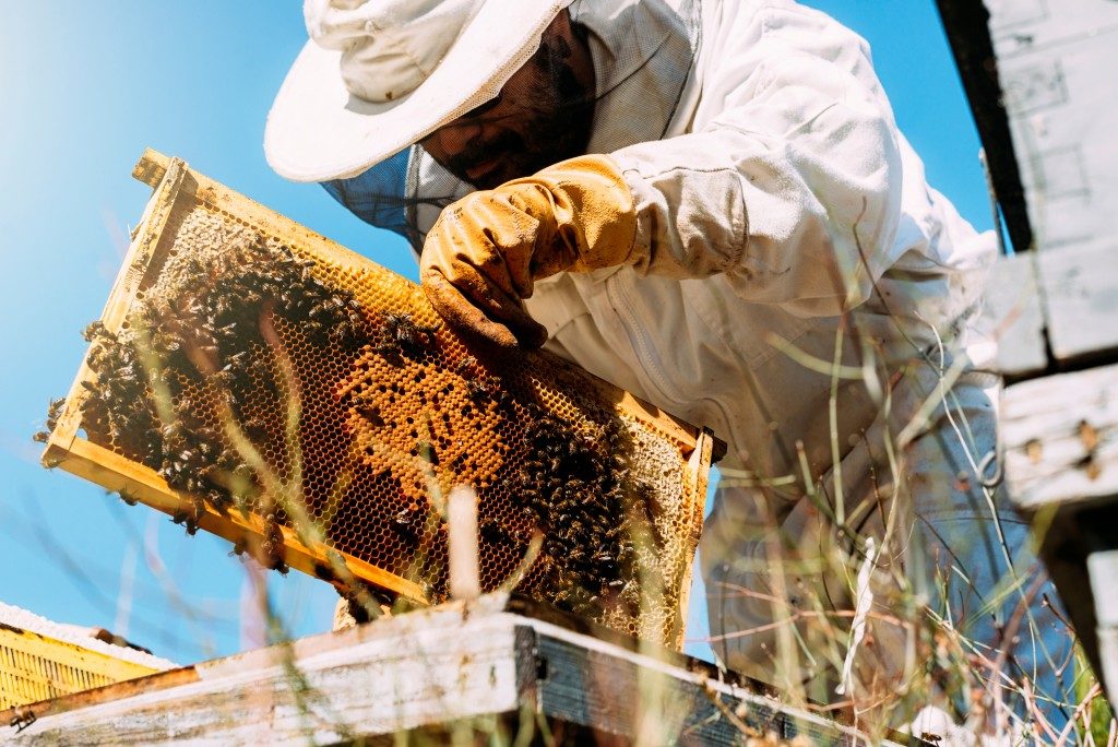 Bee keeper checking honey produce